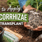 How to apply mycorrhizae at transplant featured banner showing root ball dusting method
