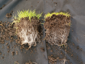 best mycorrhizae for tomatoes in containers applied to the root ball at transplant