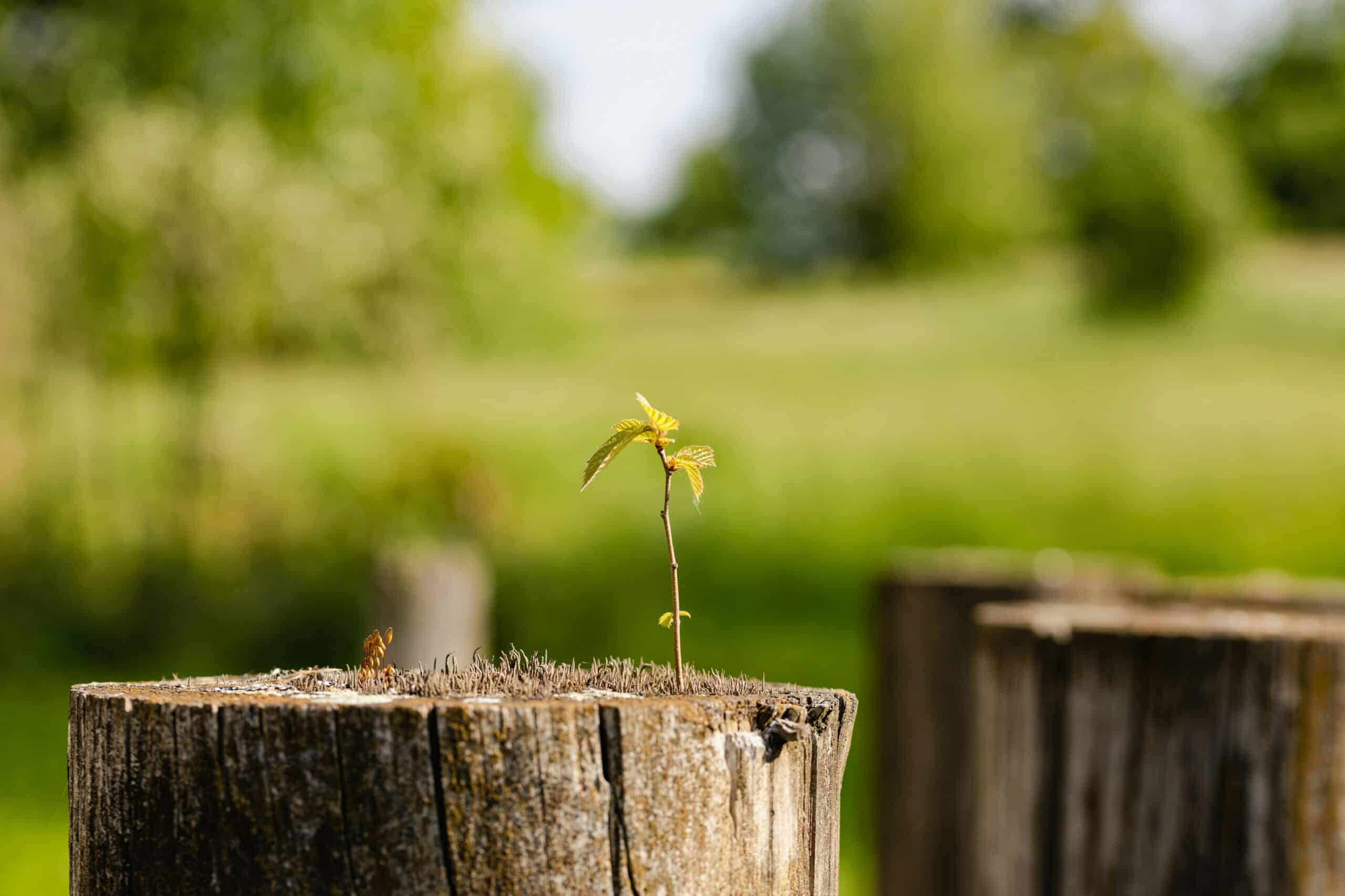A vibrant young sprout emerging on a tree stump in a lush rural setting, symbolizing renewal.