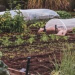 Fine mesh insect netting covering vegetable garden beds
