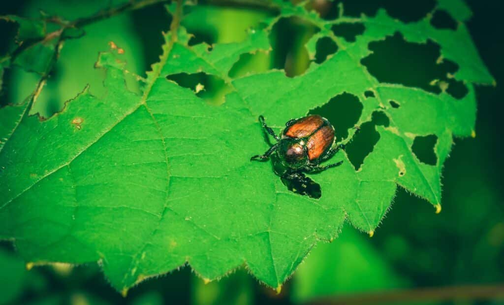 Japanese Beetle Control — Japanese beetle feeding on a leaf riddled with holes