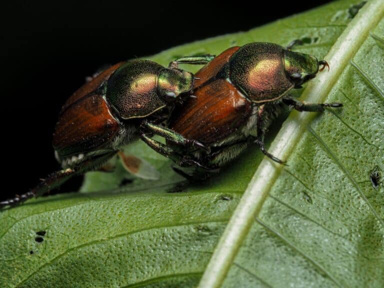 A mating pair of Japanese beetles on a leaf, metallic green heads and copper wing covers