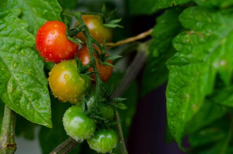 Cherry tomatoes on the vine covered in water droplets after a steady watering